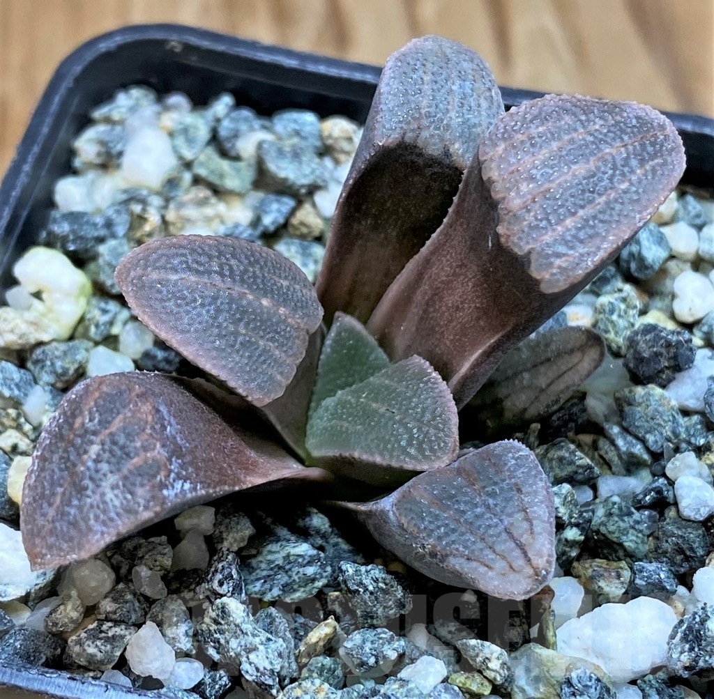 SH21219 Haworthia pygmaea -Hartenbos Hills-
