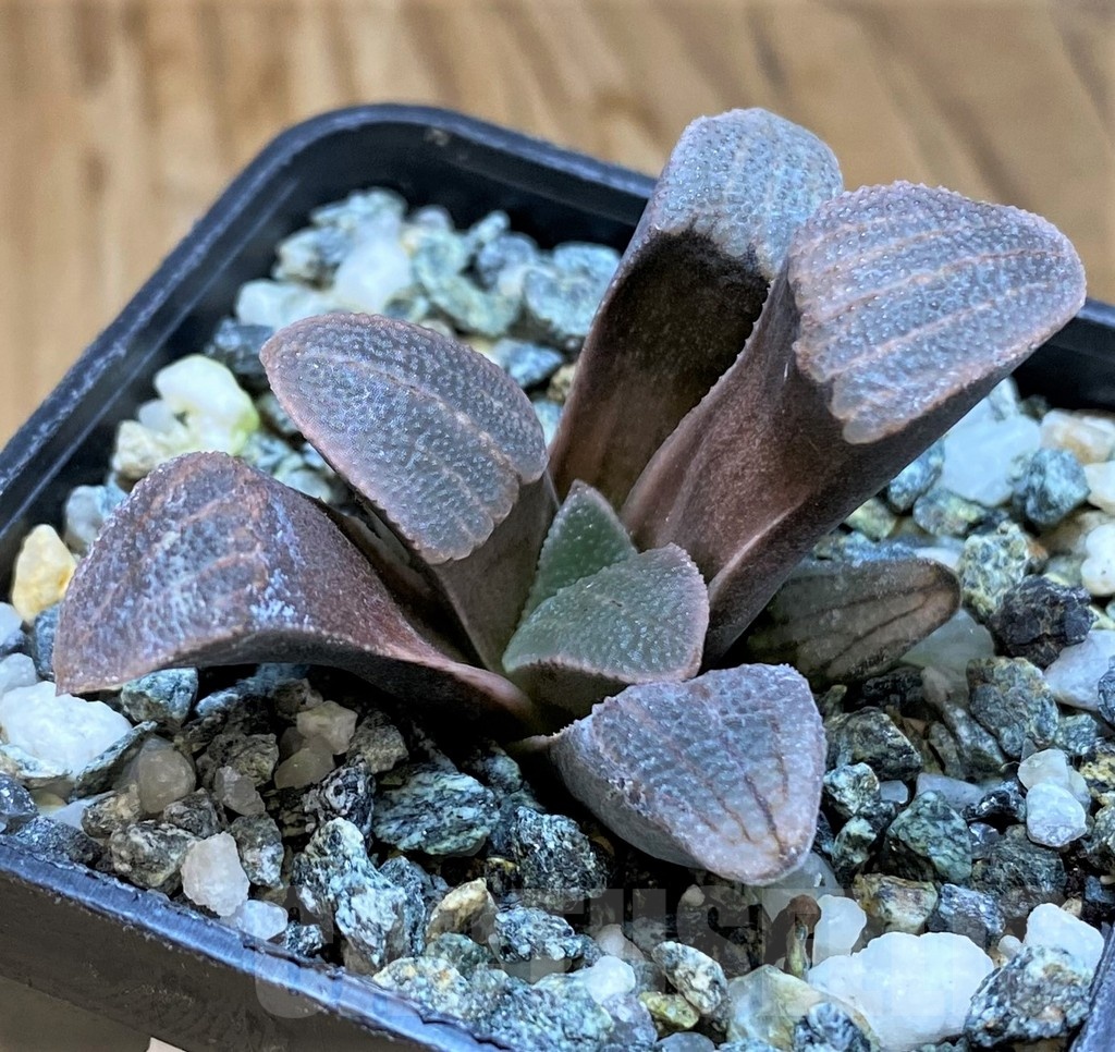SH21219 Haworthia pygmaea -Hartenbos Hills- - Image 2