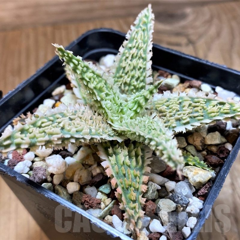 SH21204 Aloe TCT hybrid