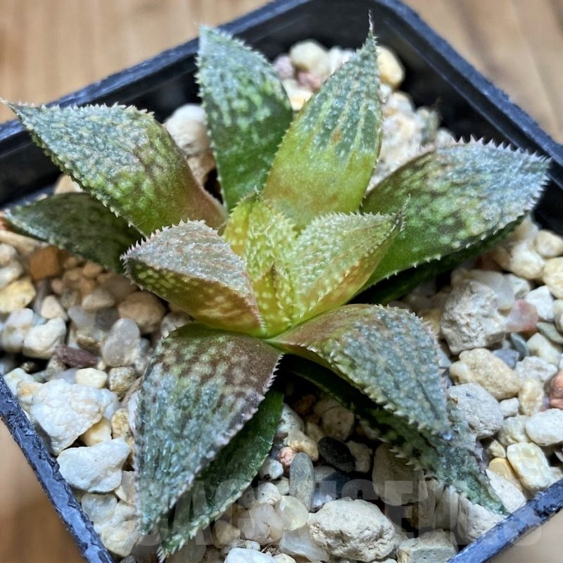 SH21220 Haworthia ‘Hakuma’