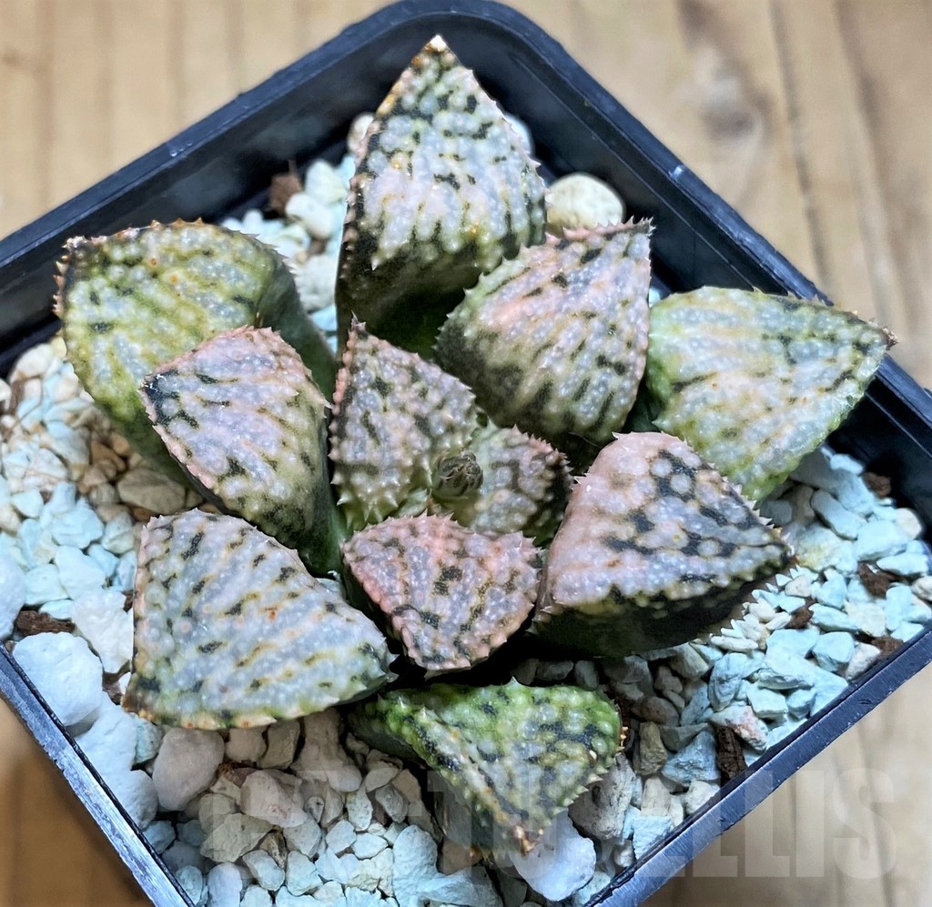SH21223 Haworthia picta 'Pandora' - immagine 2