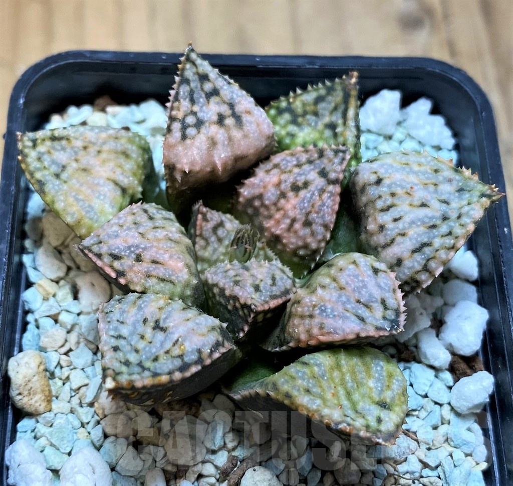 SH21223 Haworthia picta 'Pandora'