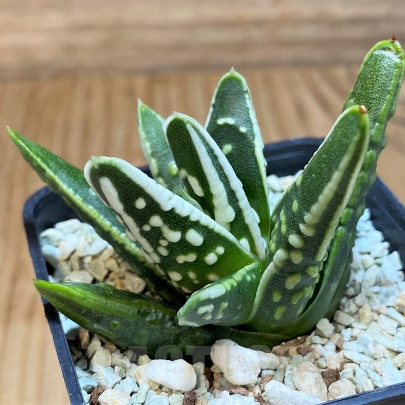 SH21225 Haworthia 'Tears of Angel'