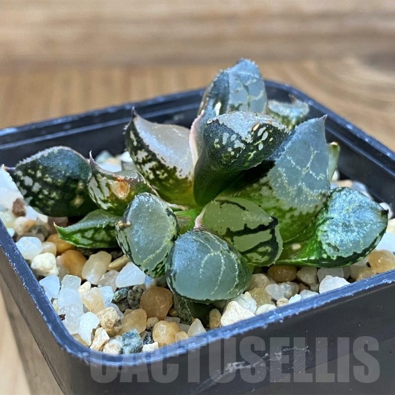SH21226 Haworthia comptoniana mutant