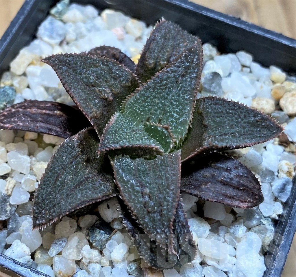 SH21229 Haworthia 'Bev's Wonder' hybrid - Image 2
