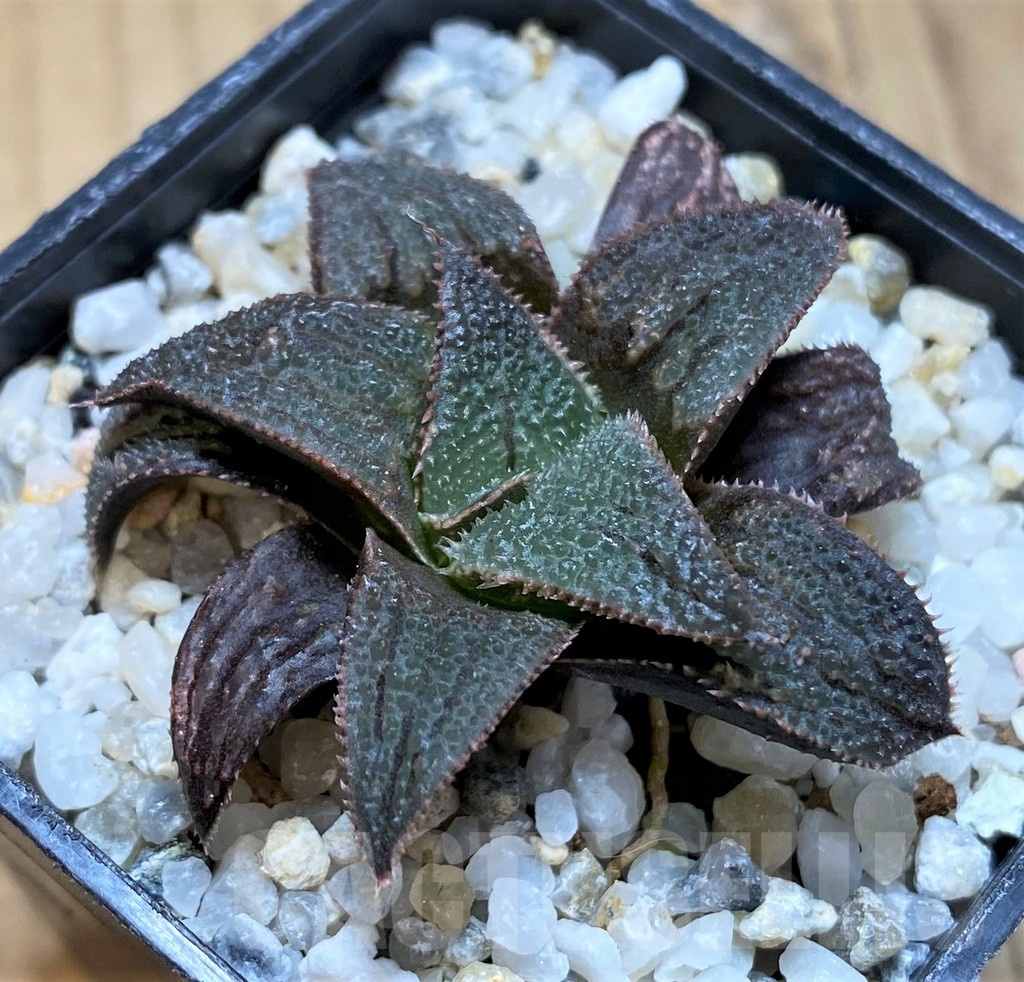 SH21229 Haworthia 'Bev's Wonder' hybrid