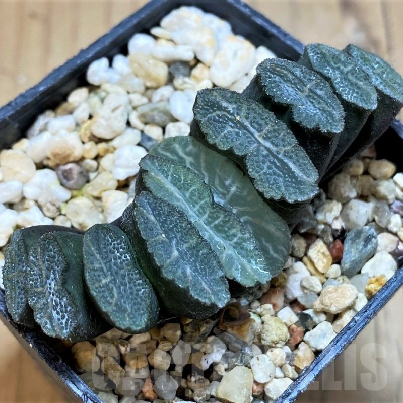 SH21230 Haworthia truncata -Japan-