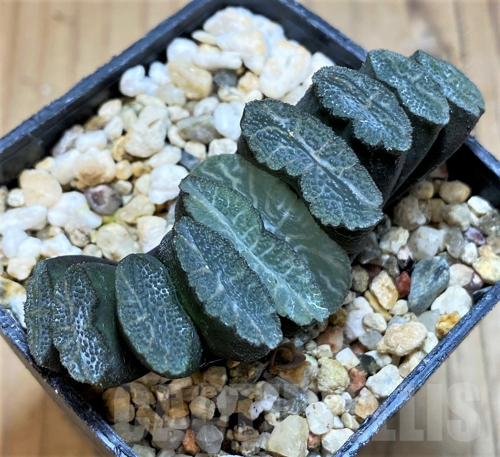 SH21230 Haworthia truncata -Japan-