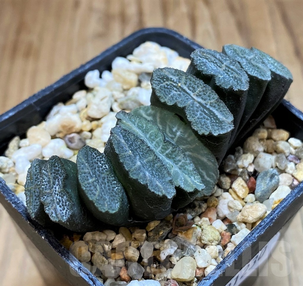 SH21230 Haworthia truncata -Japan- - Image 3