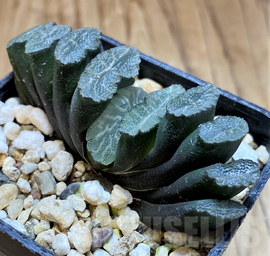 SH21230 Haworthia truncata -Japan- - Image 2