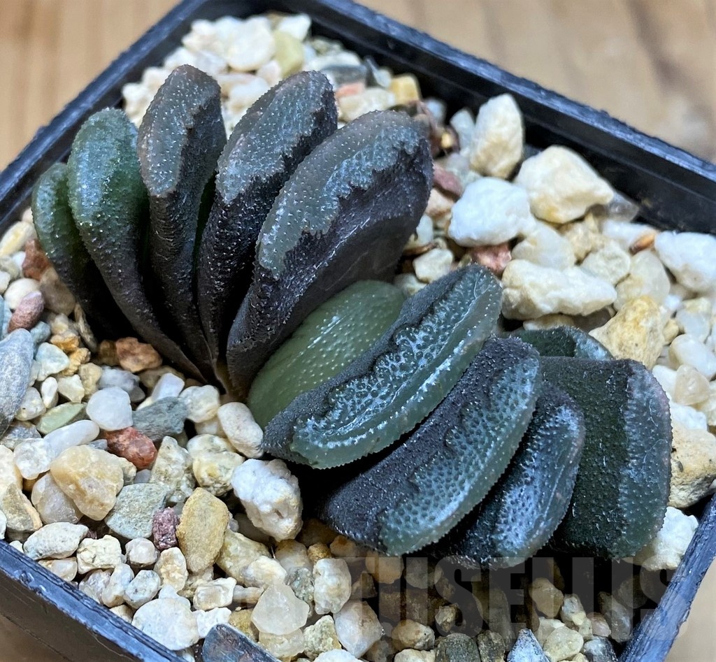 SH21231 Haworthia truncata hybrid