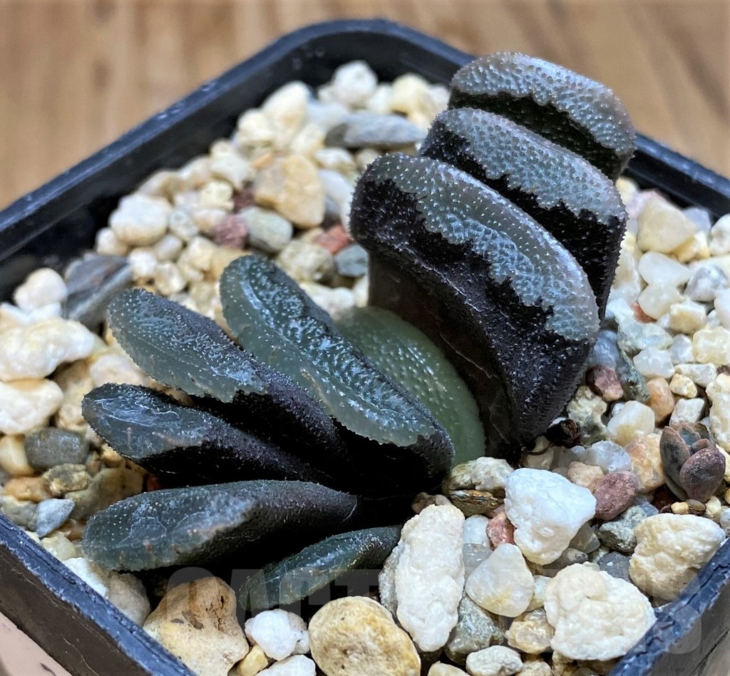 SH21231 Haworthia truncata hybrid - Image 2