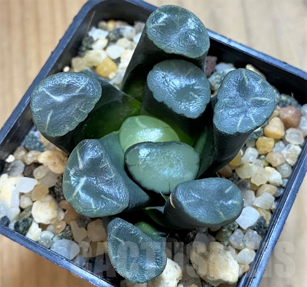 SH21283 Haworthia maughanii -Japan- - immagine 2
