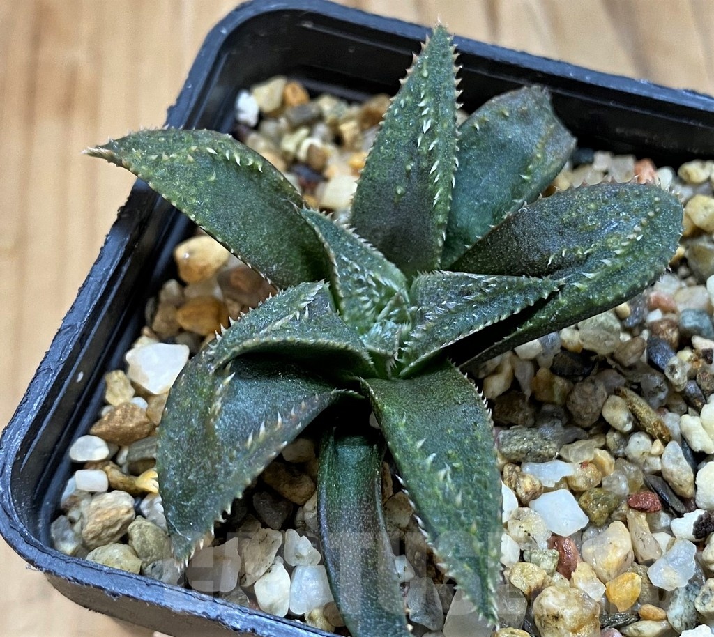 SH21314 Haworthia parksiana x pygmaea - Obrázek 2