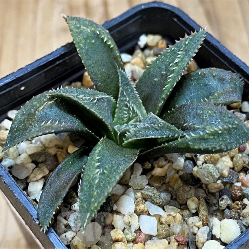 SH21314 Haworthia parksiana x pygmaea