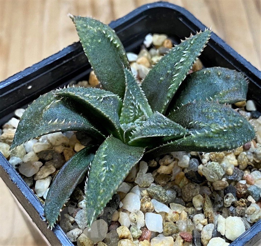 SH21314 Haworthia parksiana x pygmaea