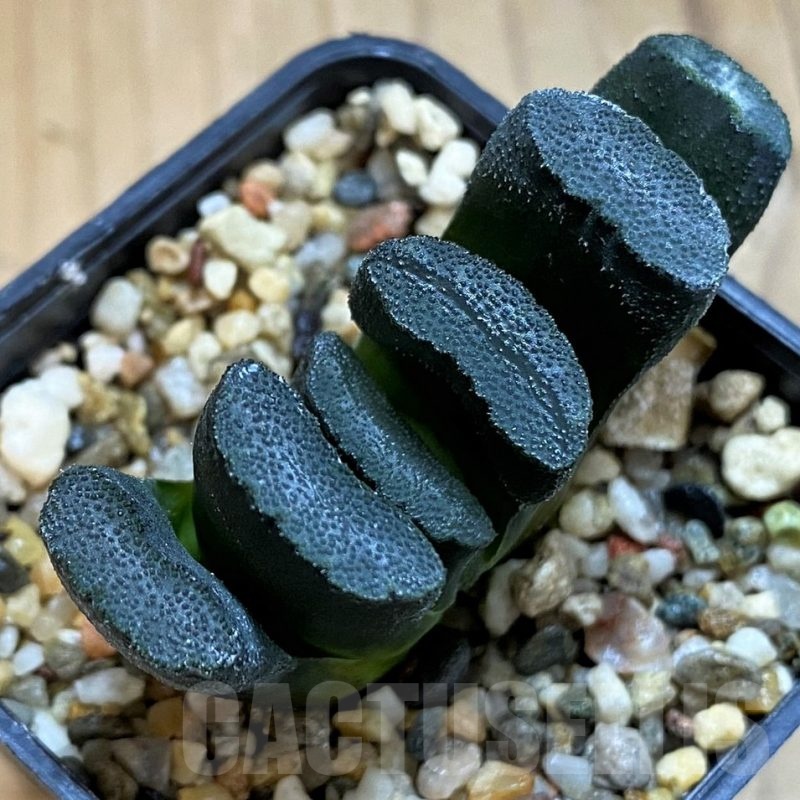 SH21315 Haworthia truncata