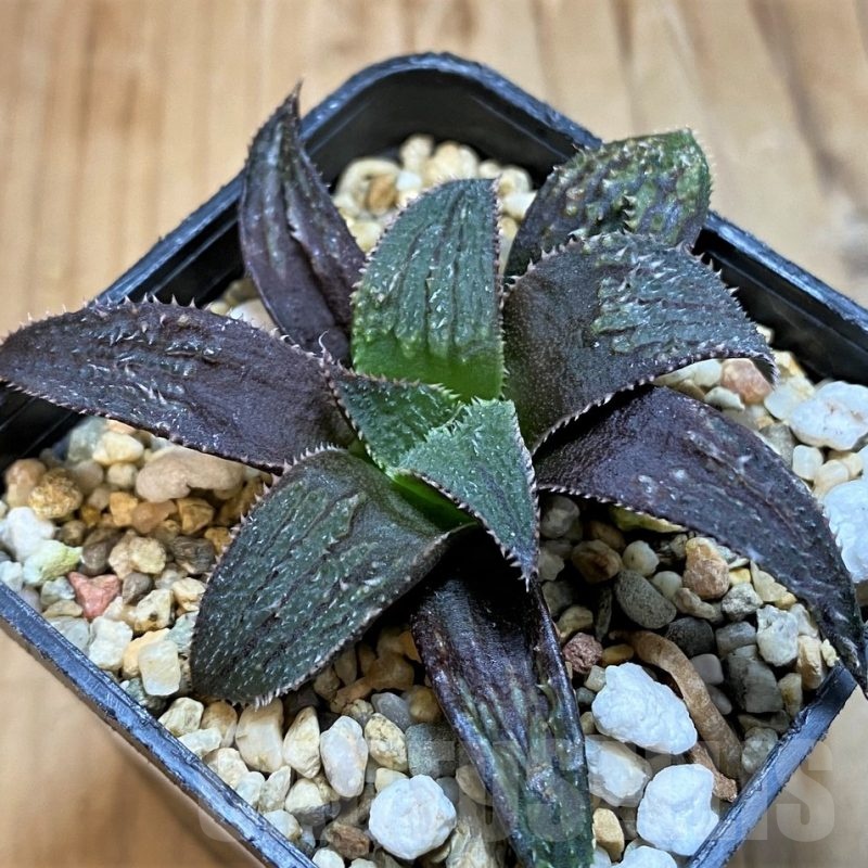 SH21316 Haworthia 'Bev's wonder' hybrid