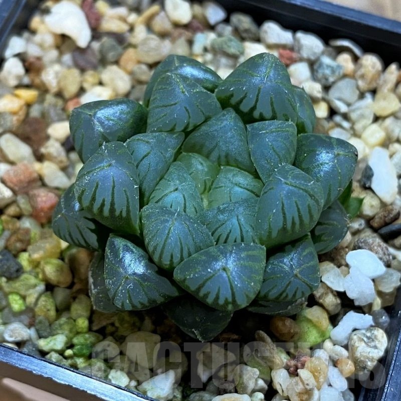 SH21317 Haworthia obtusa 'Dodson' hybrid
