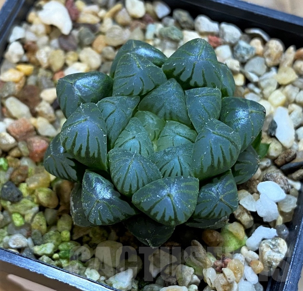 SH21317 Haworthia obtusa 'Dodson' hybrid