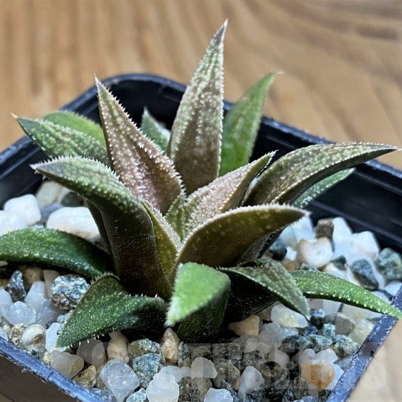 SH21286 Haworthia 'Metallica' hybrid