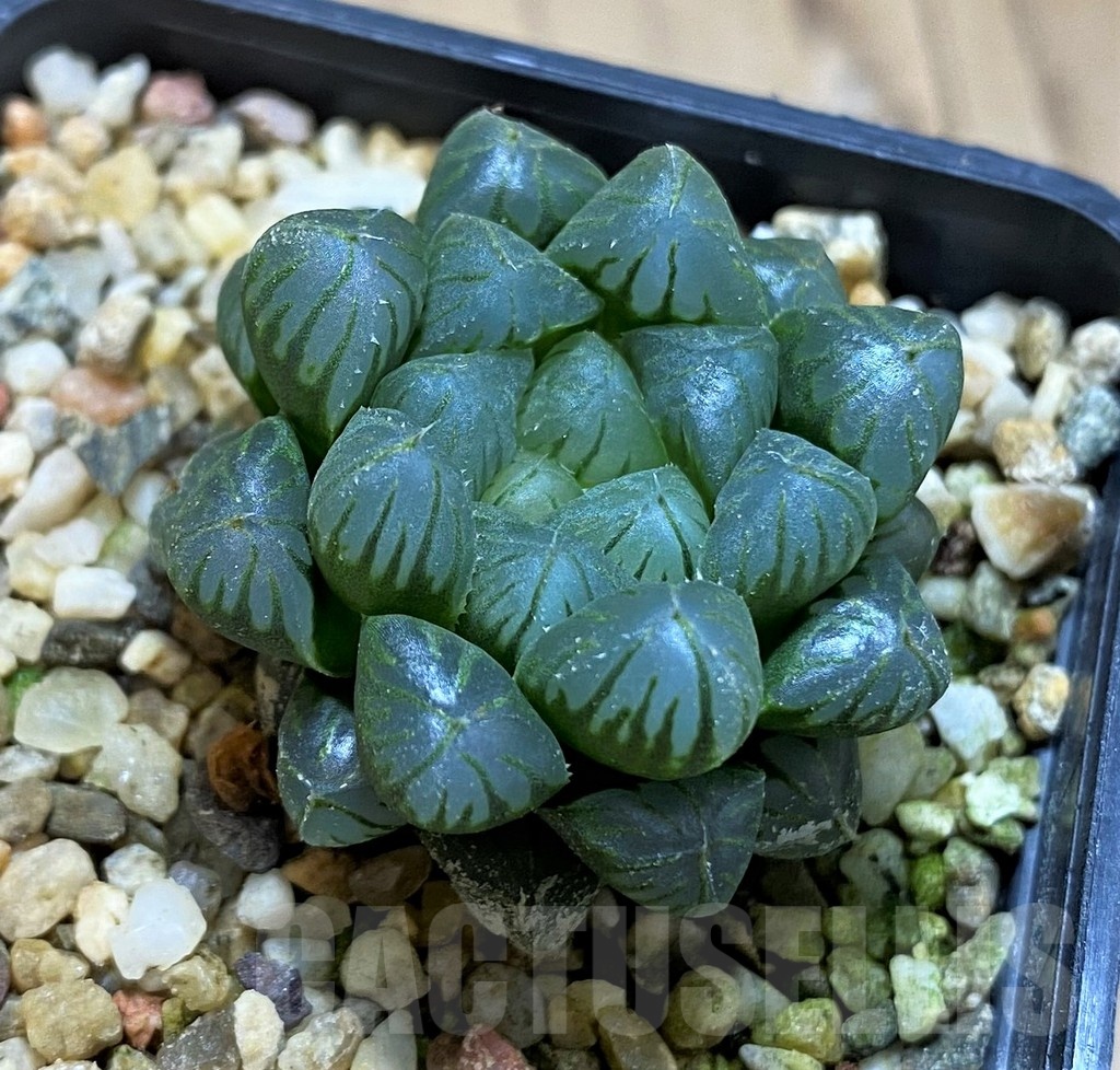 SH21317 Haworthia obtusa 'Dodson' hybrid - Imagen 2