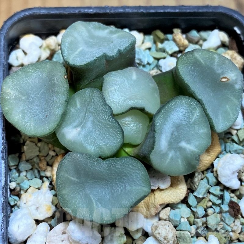 SH21319 Haworthia maughanii ‘Magic Mirror Vientiane’