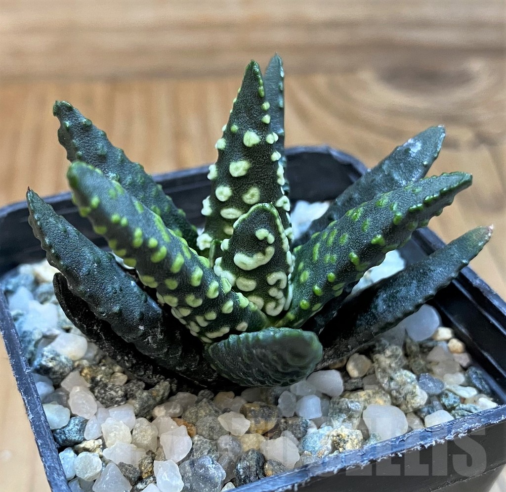 SH21320 Haworthia pumila 'Donut' - immagine 2