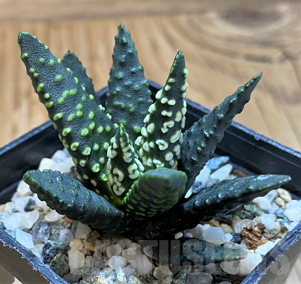 SH21320 Haworthia pumila 'Donut'