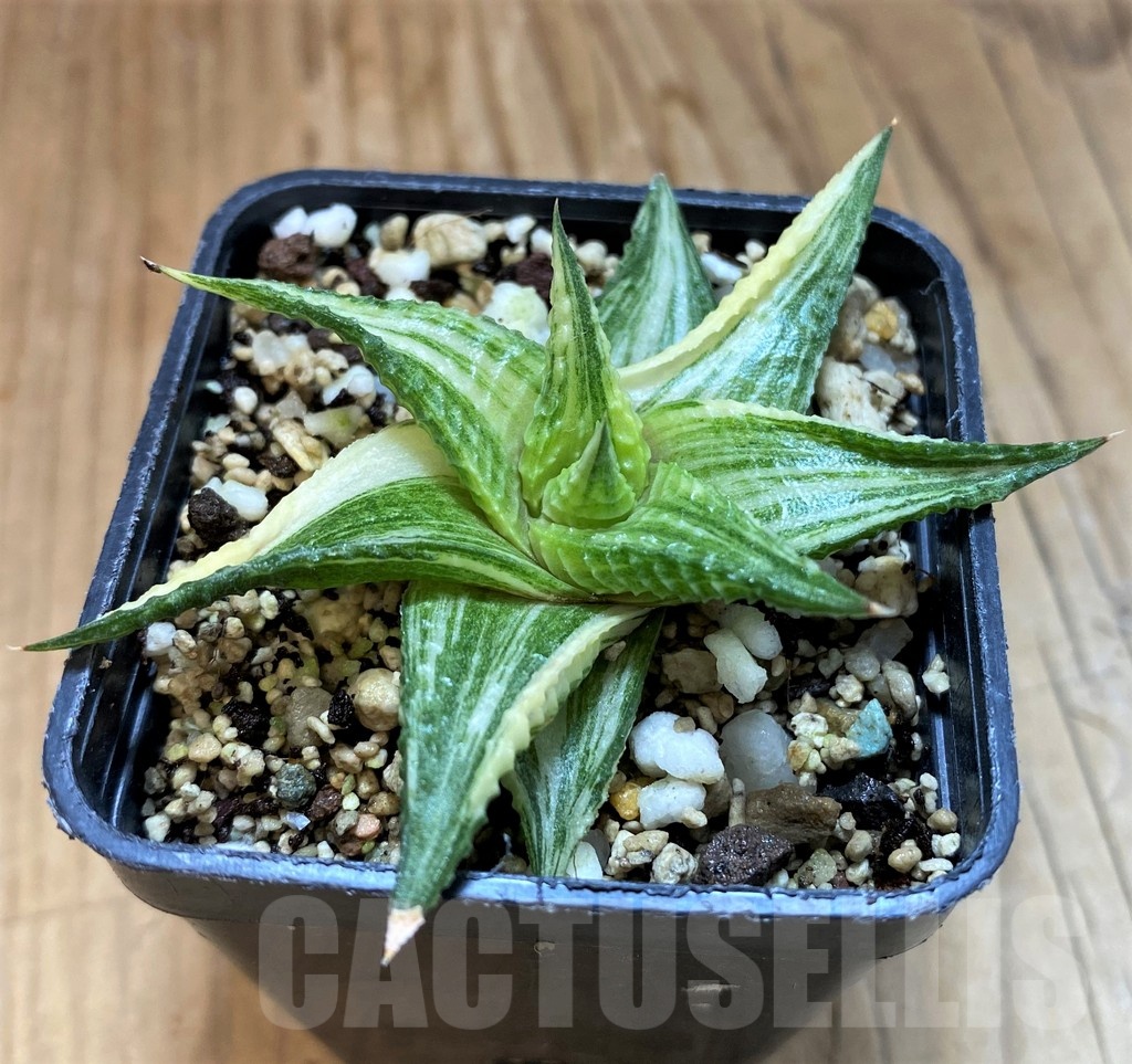 SH21321 Haworthia limifolia hybrid f. variegata - Image 2