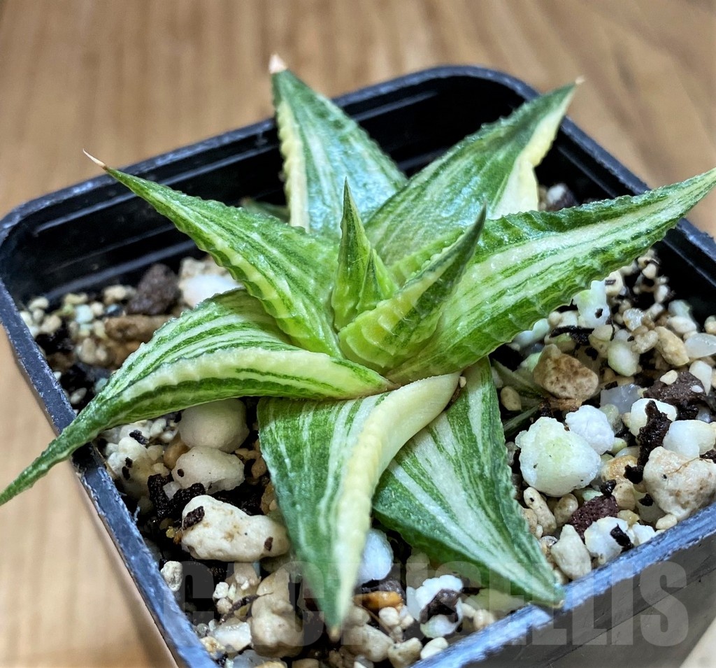SH21321 Haworthia limifolia hybrid f. variegata