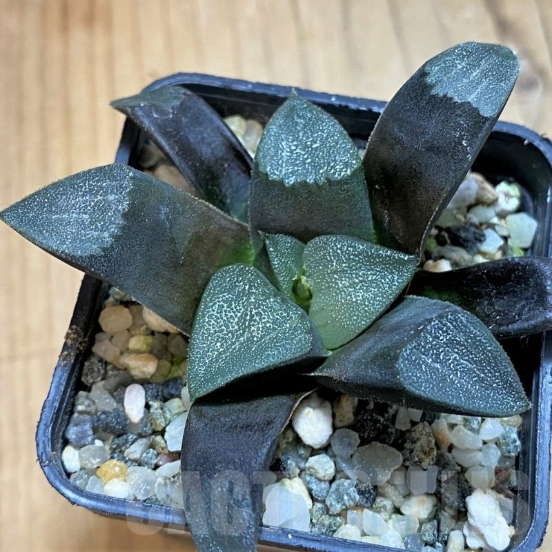 SH21322 Haworthia bayeri