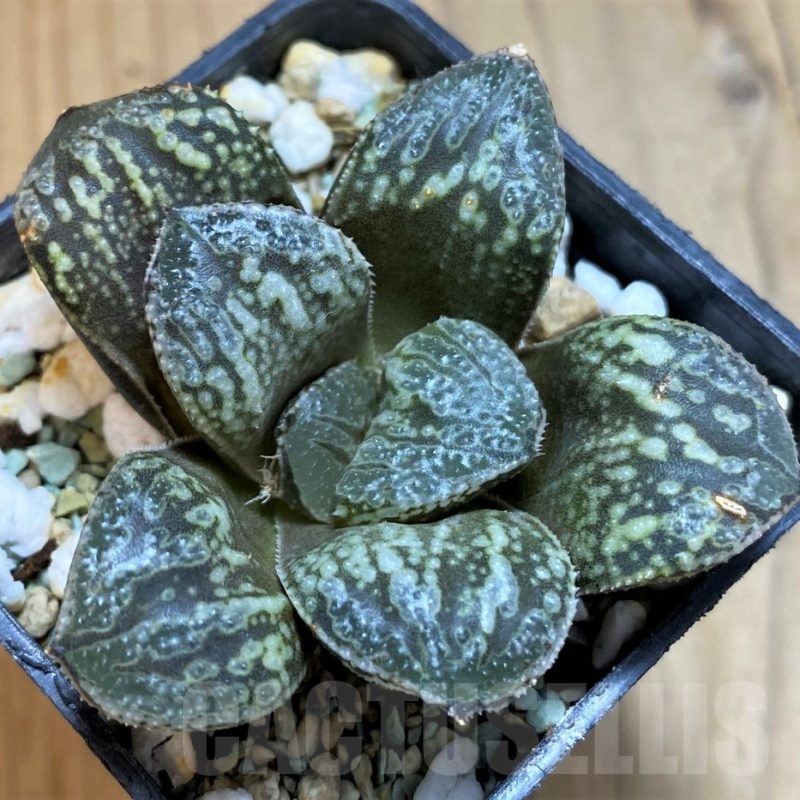 SH21323 Haworthia ‘Snake’