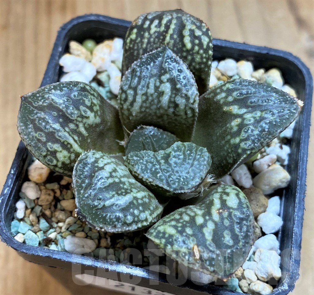 SH21323 Haworthia ‘Snake’ - Image 2