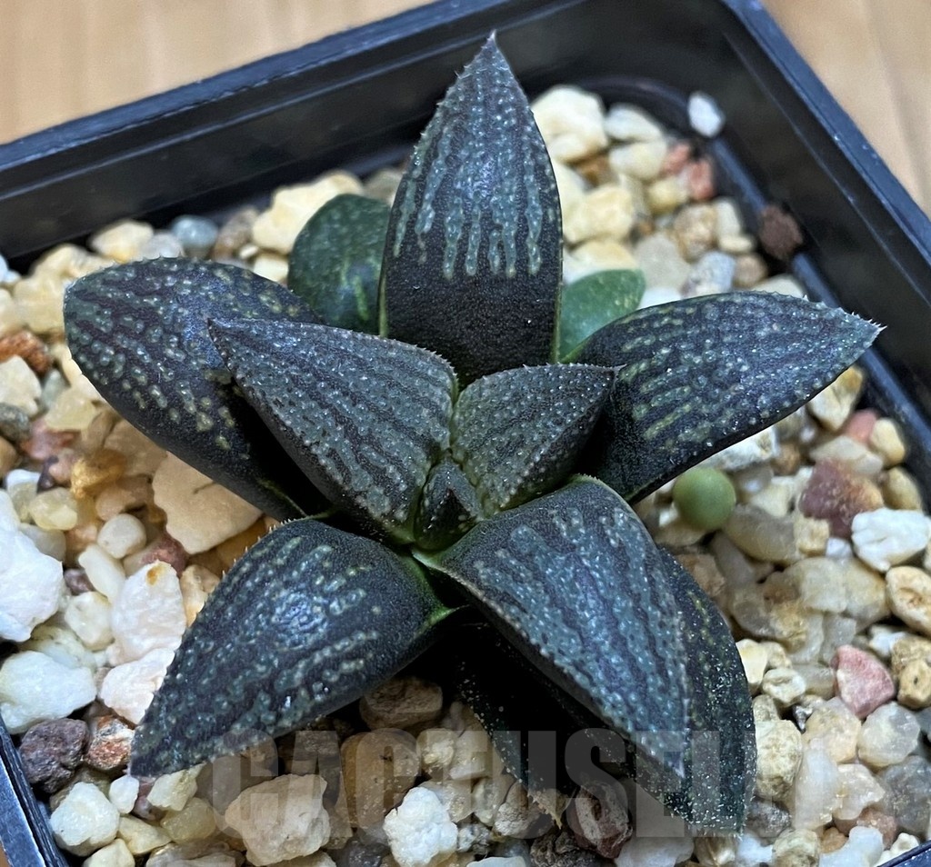SH21287 Haworthia ‘Kuroshima Dekenahii’ hybrid