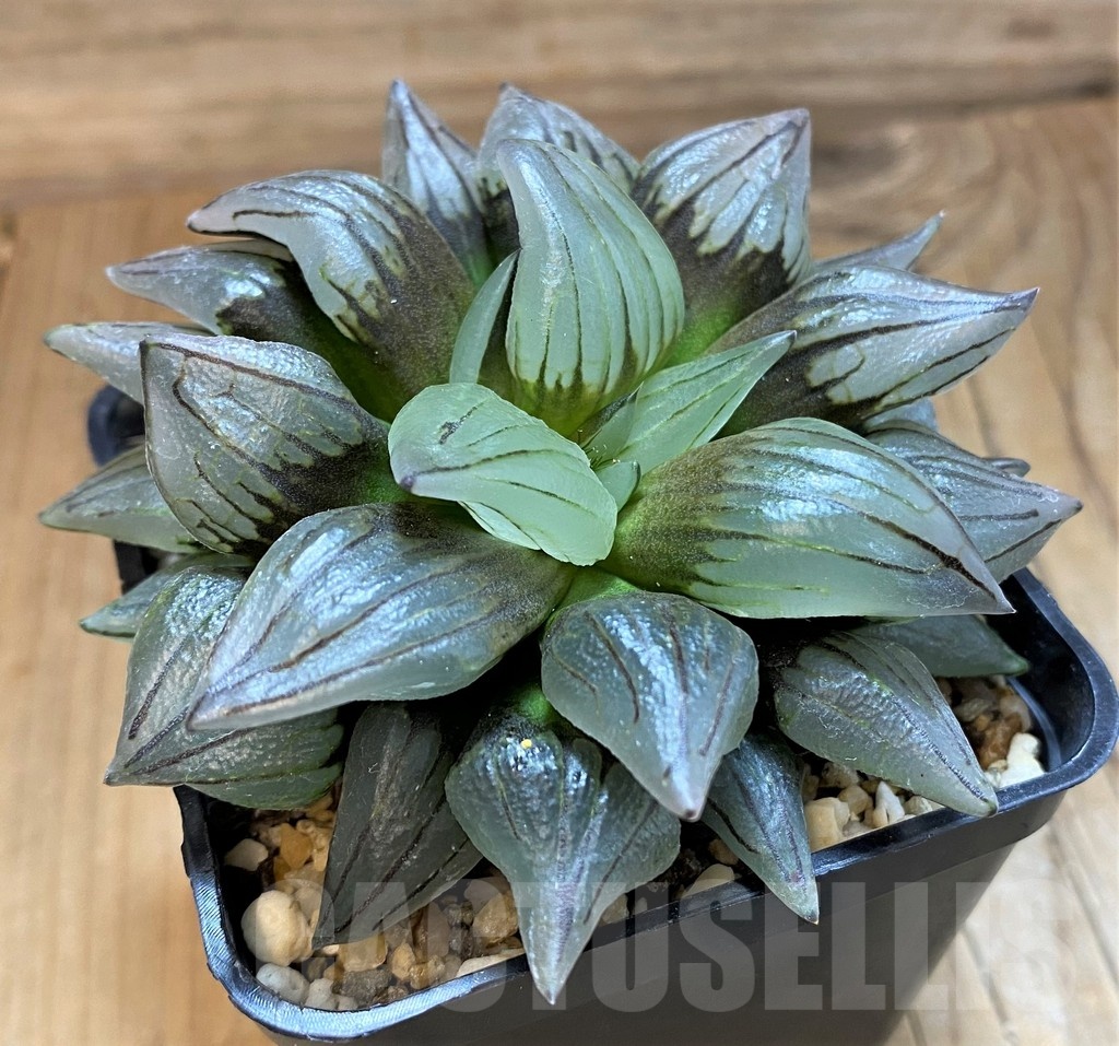 SH21324 Haworthia atrofusca 'Watermelon' - Image 2