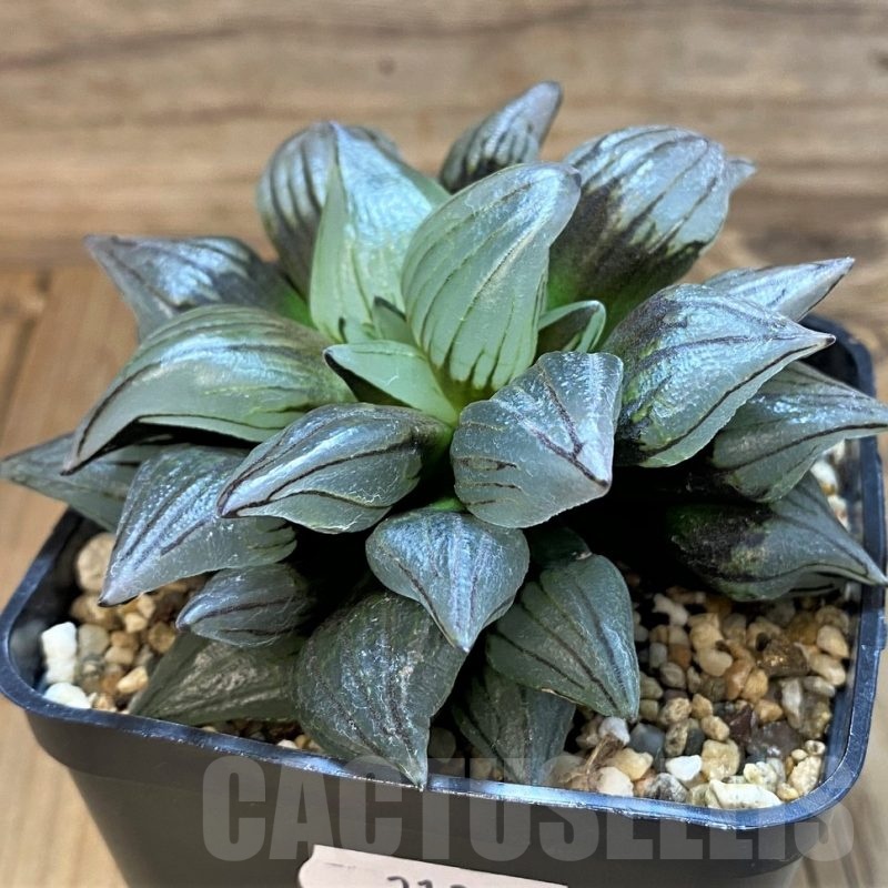 SH21324 Haworthia atrofusca 'Watermelon'
