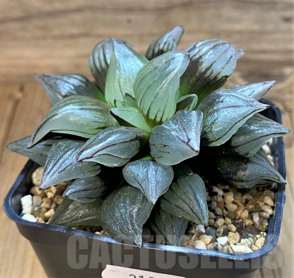 SH21324 Haworthia atrofusca 'Watermelon'