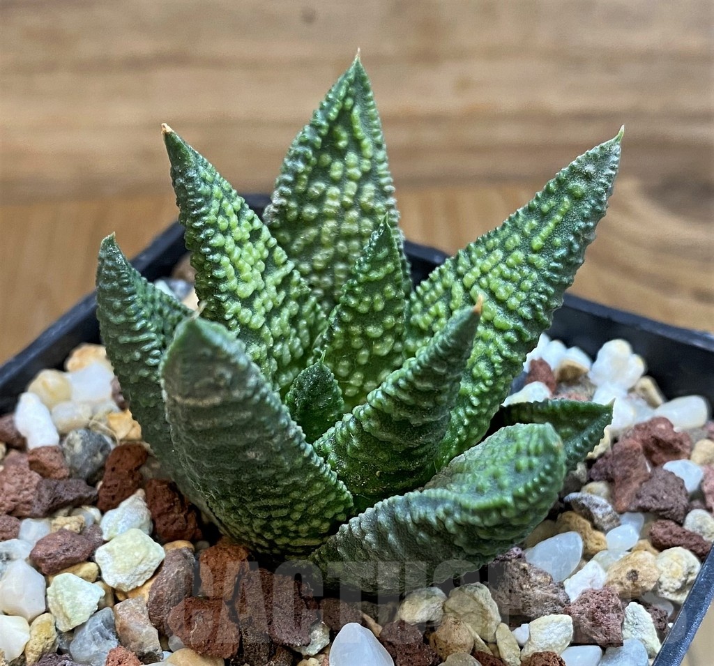 SH21325 Haworthia ‘Marble Queen’