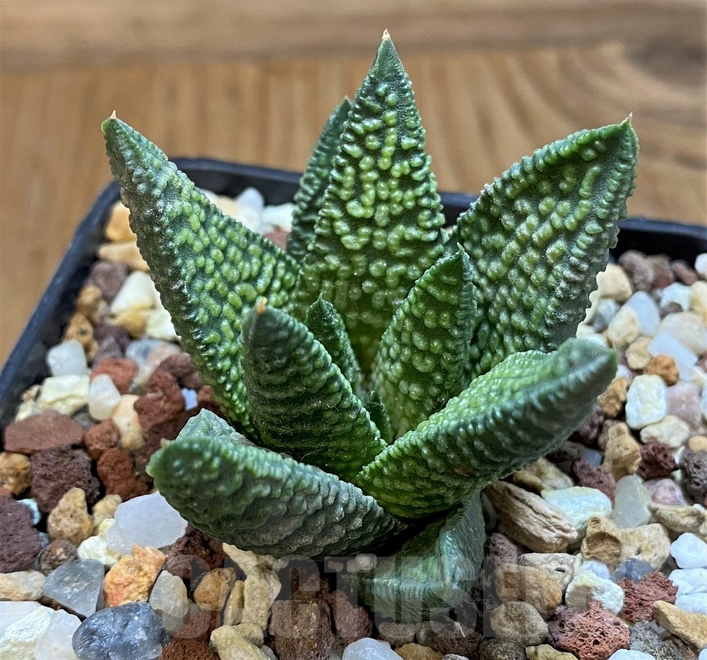 SH21325 Haworthia ‘Marble Queen’ - Image 2