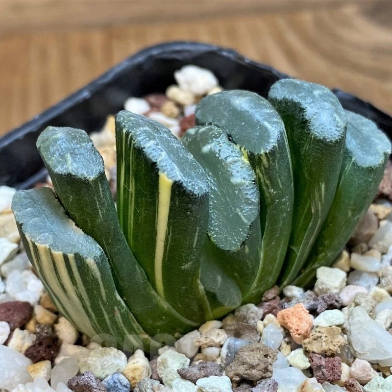 SH21326 Haworthia truncata f. variegata