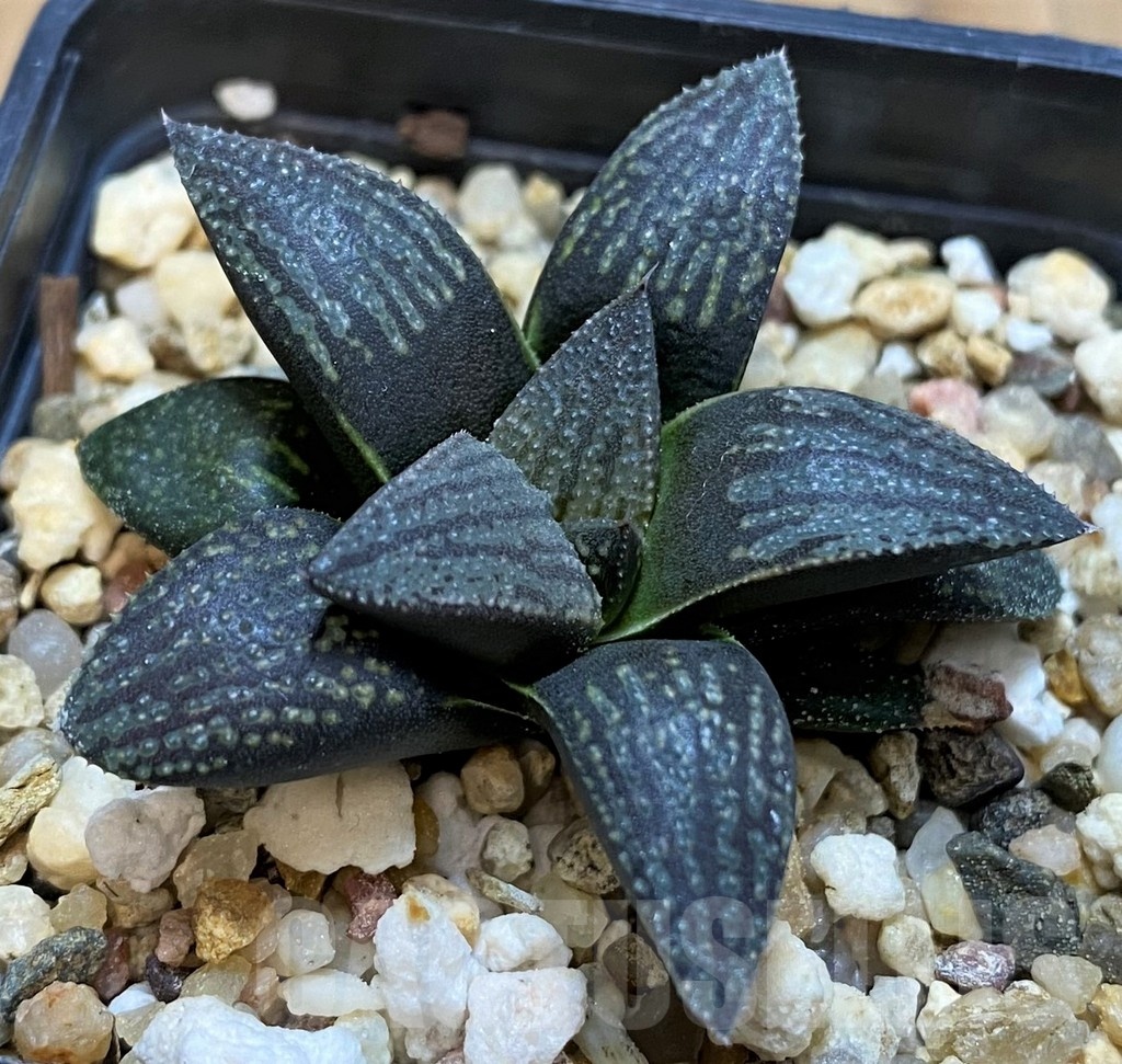 SH21287 Haworthia ‘Kuroshima Dekenahii’ hybrid – Image 2