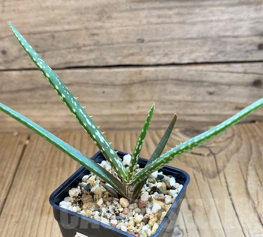 SH21329 Aloe vallaris - Image 2