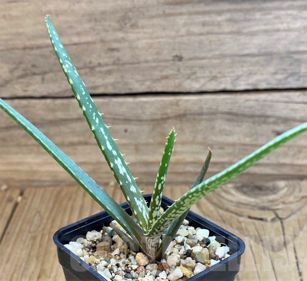 SH21329 Aloe vallaris