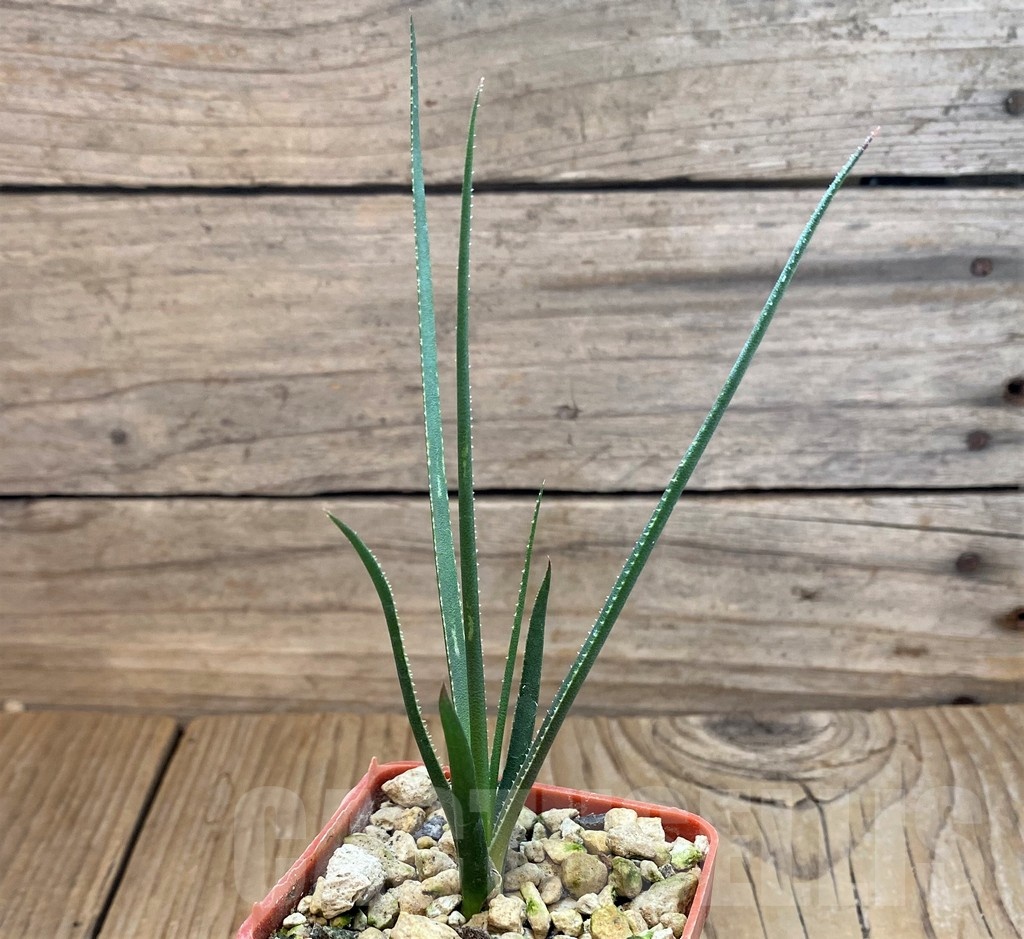 SH21331 Aloe pronkii - Image 2