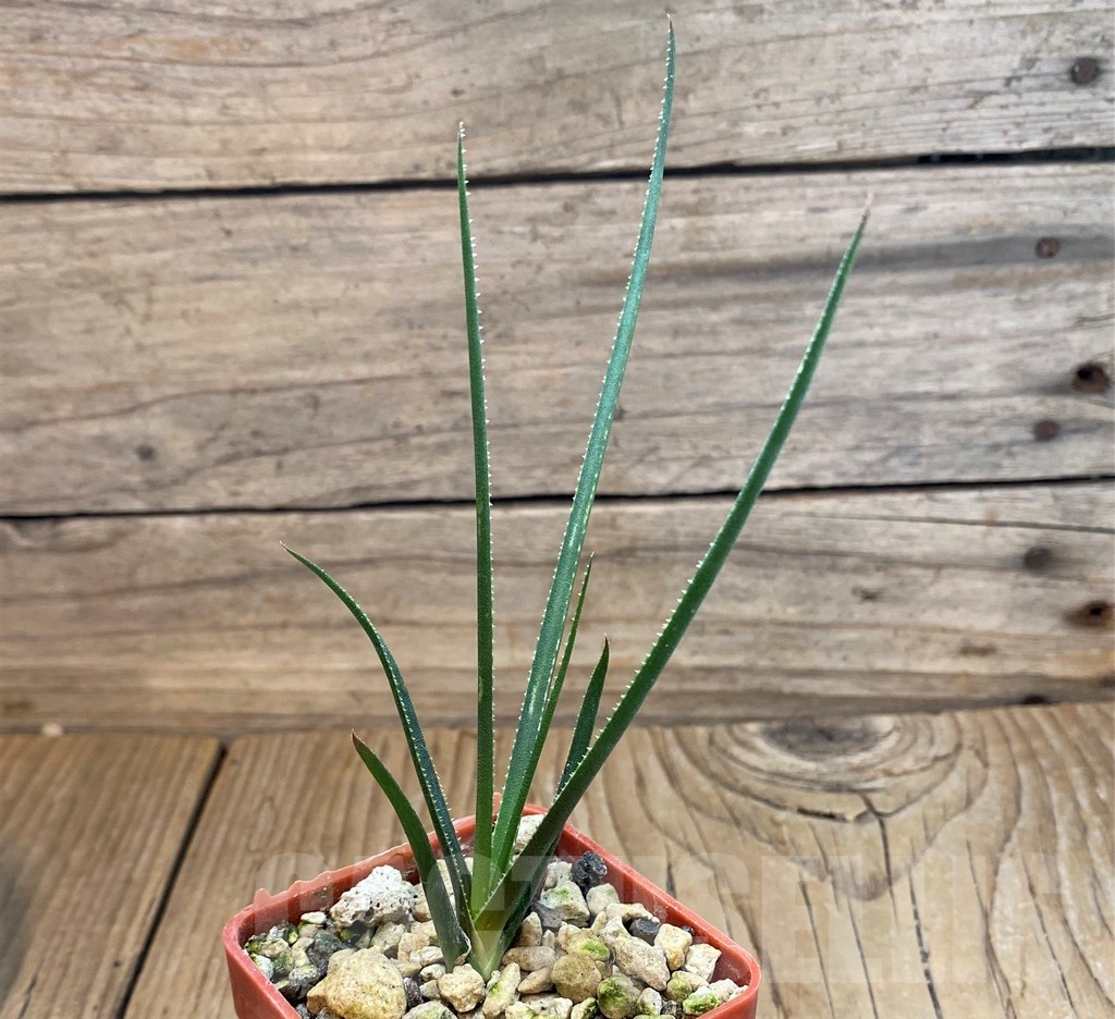 SH21331 Aloe pronkii