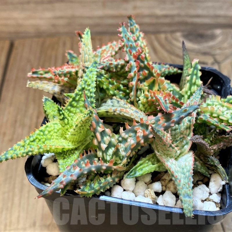 SH21332 Aloe TCT hybrid mix