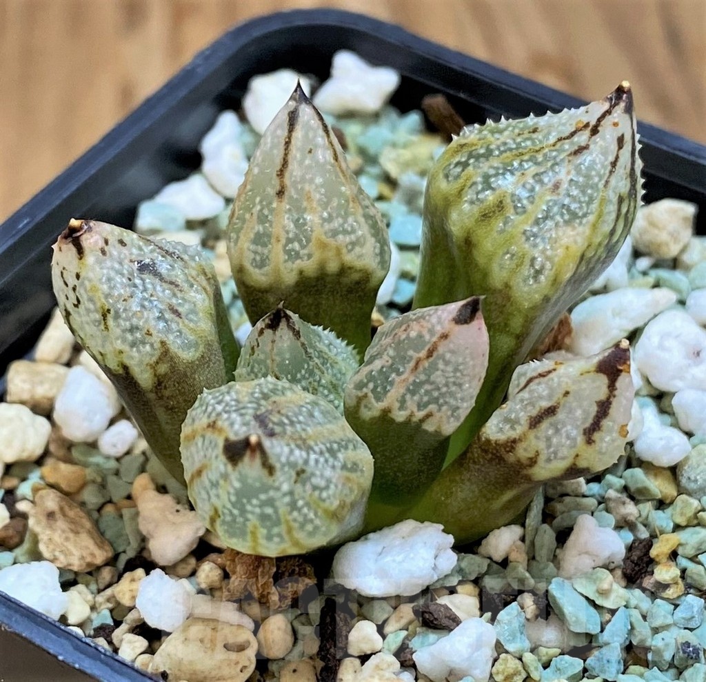 SH21288 Haworthia ‘Princess Kazunomiya’ mutant - Image 2