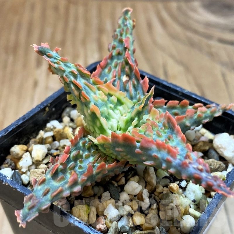 SH21333 Aloe TCT hybrid