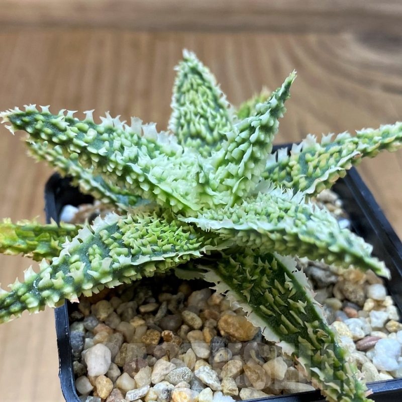 SH21334 Aloe TCT hybrid